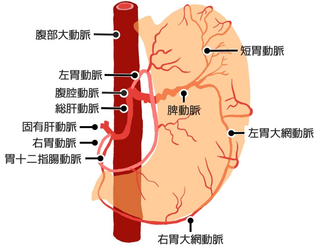 胃に関連する動脈の全体像