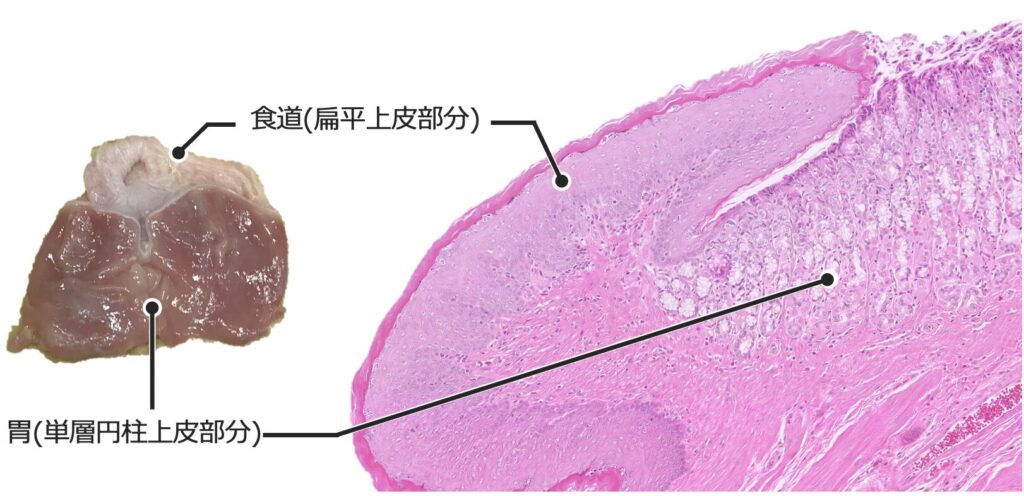 食道と胃の移行部
上皮が途中で切り替わっている
