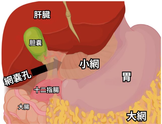 小網は小湾と肝臓をつなぎ、大網は大弯から垂れ下がる