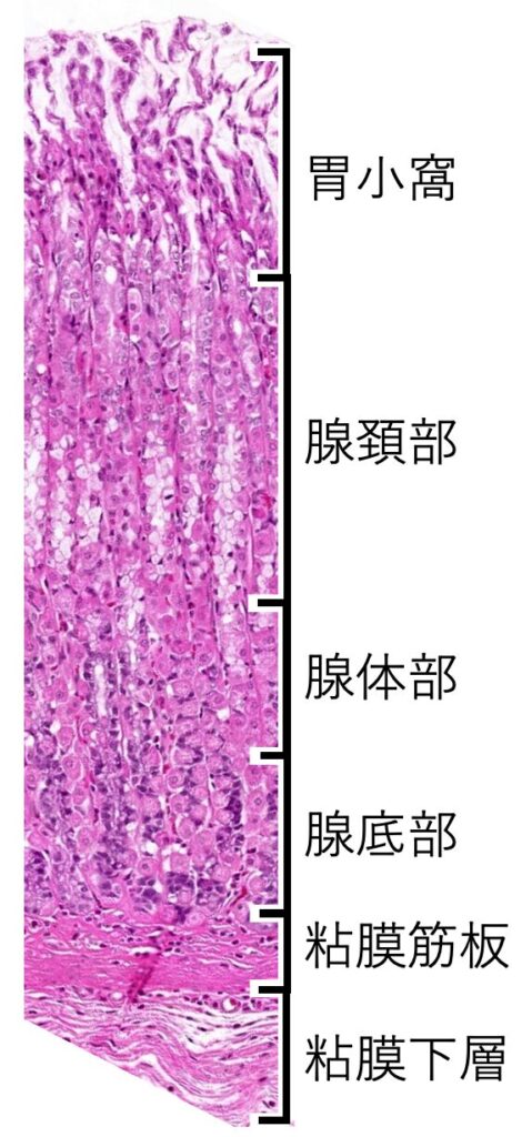胃腺の区分
3つの区分に分けられる