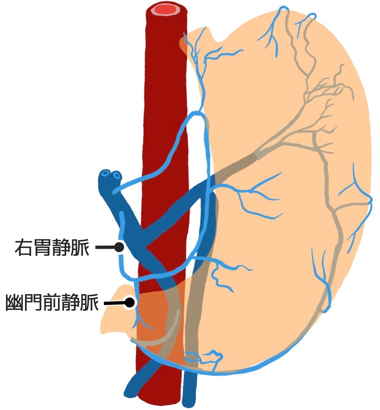 幽門に幽門前静脈が見られる