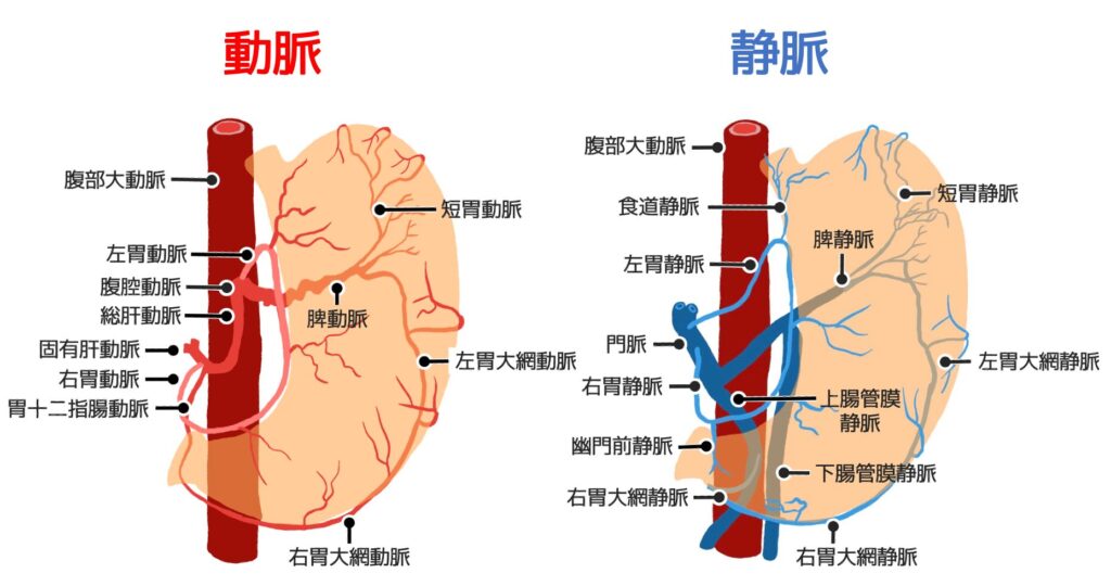 胃に関連する動脈と静脈の全体図
左が動脈で右が静脈