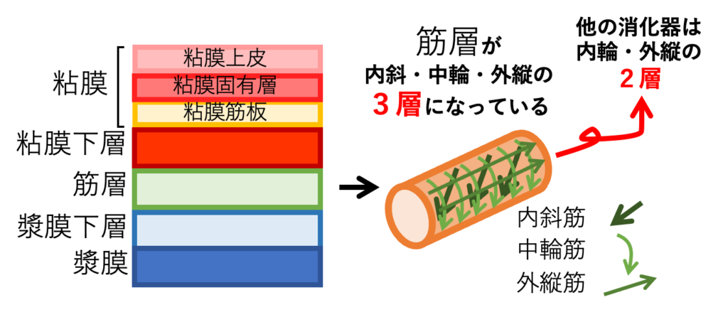 胃の層構造
他の消化管と筋層が異なる