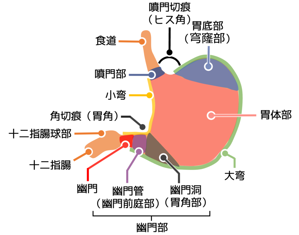 胃の解剖学的区分(噴門部、胃底部、胃体部、幽門部、小弯、大弯)を示すイラスト