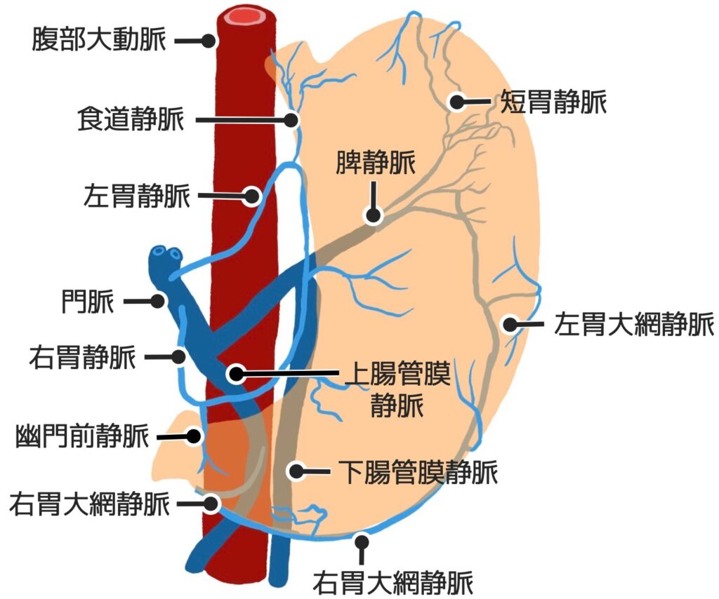 胃に関連する静脈の全体図