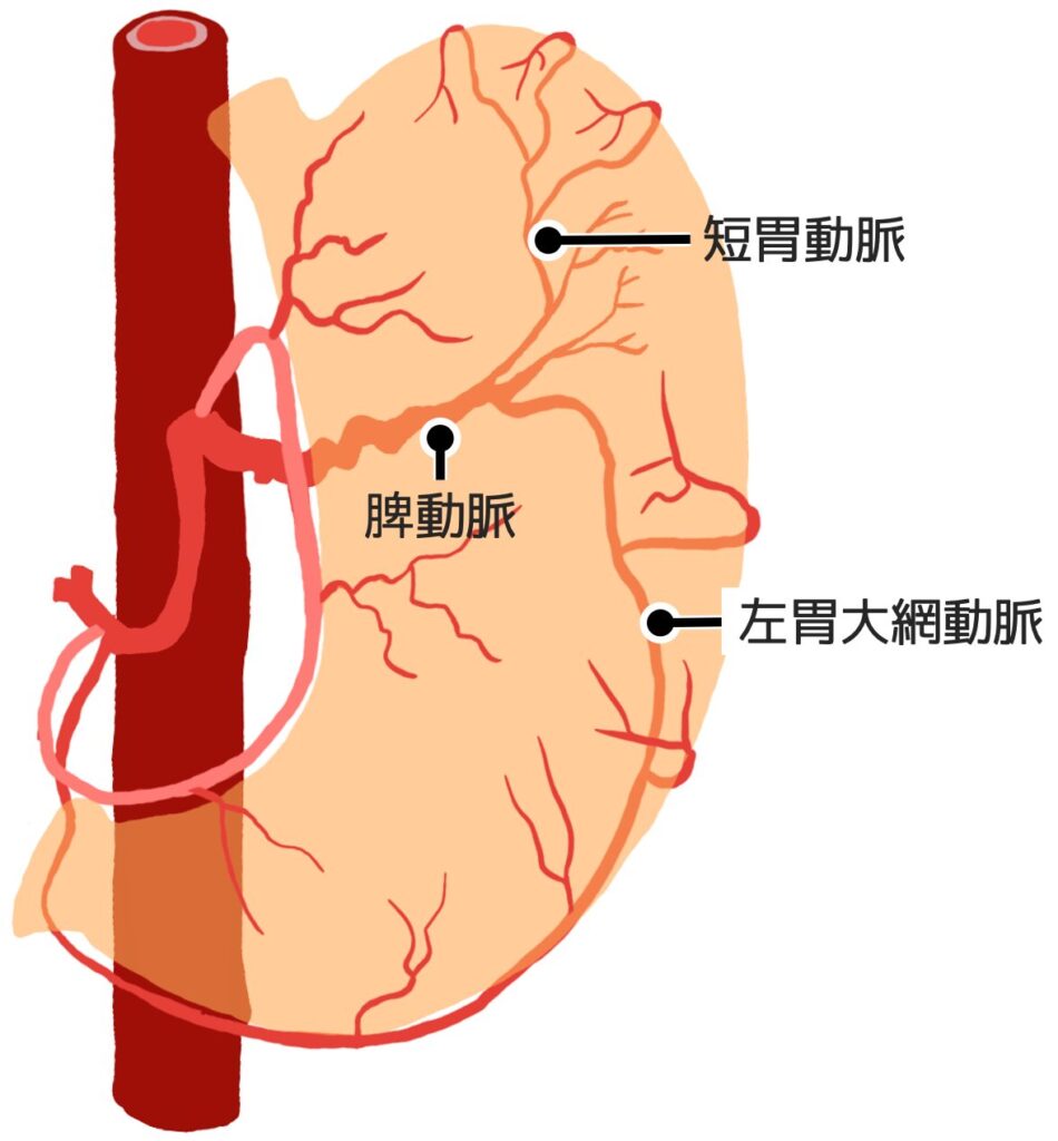 脾動脈から短胃動脈と左胃大網動脈が分岐している