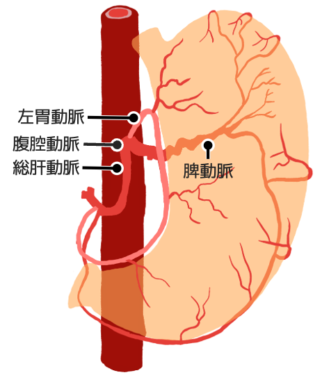 腹腔動脈から左胃動脈、総肝動脈、脾動脈が出る