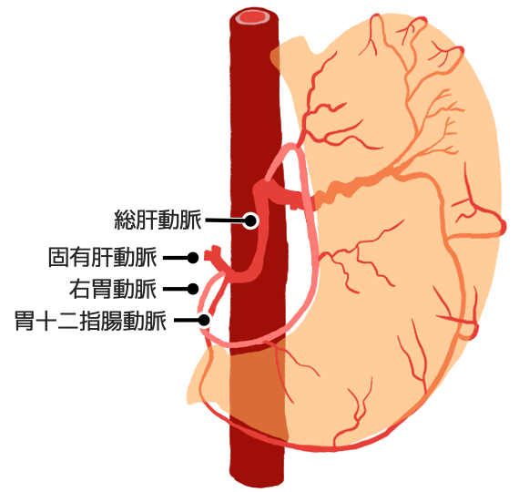 総肝動脈から胃十二指腸動脈が分岐している