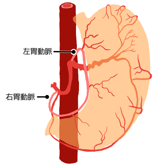 右胃動脈と左胃動脈は小弯側でループ構造をつくる