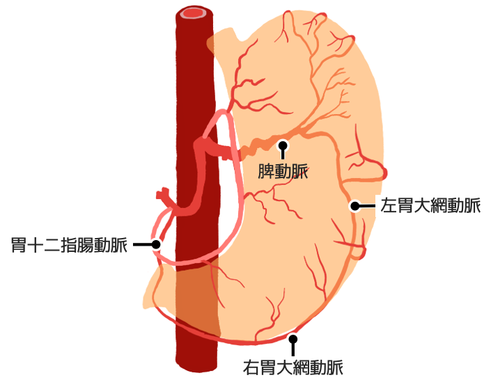 大弯側で左右胃大網動脈がループ構造をつくる