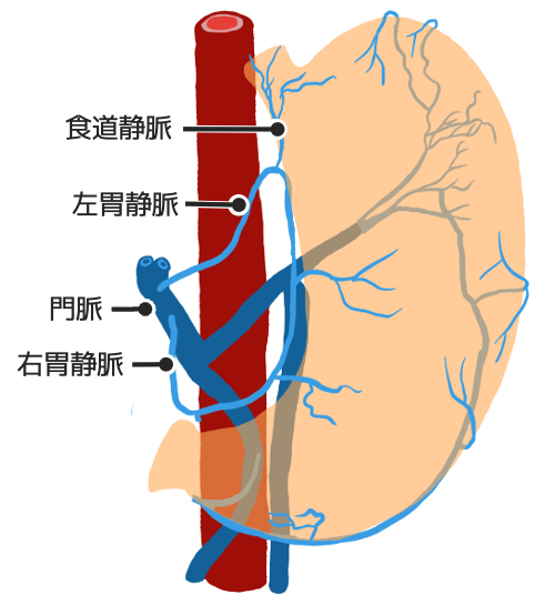 小弯側では左右の胃静脈がループ構造を形成している