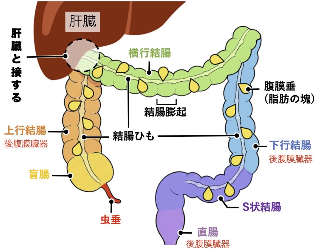 大腸・直腸の解剖図解イラスト。各部位（盲腸・上行結腸・横行結腸・下行結腸・S状結腸・直腸）の位置関係と、結腸ひも・結腸膨起・腹膜垂などの特徴的な構造、および後腹膜臓器の区分について