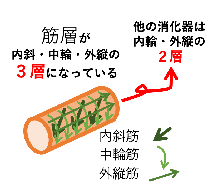 胃の筋層は内斜・中輪・外縦の3層構造を示す