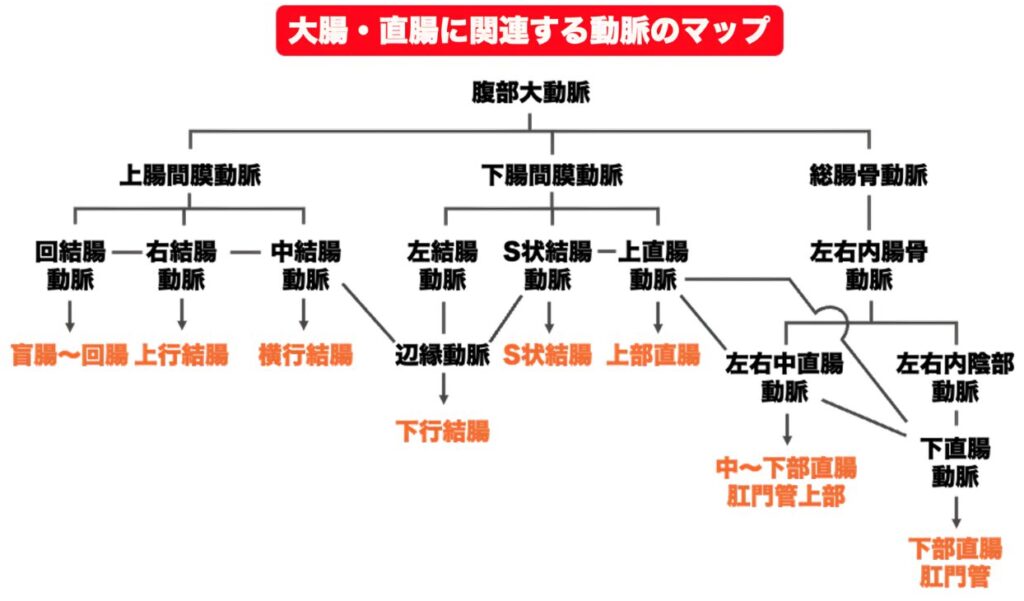 大腸と直腸へ栄養を送る動脈の分岐を示したフローチャート図。上腸間膜動脈(SMA)が右側結腸を、下腸間膜動脈(IMA)が左側結腸と上部直腸を支配し、下部直腸(Rb)は内腸骨動脈系から支配されるという血管の階層構造を解説。