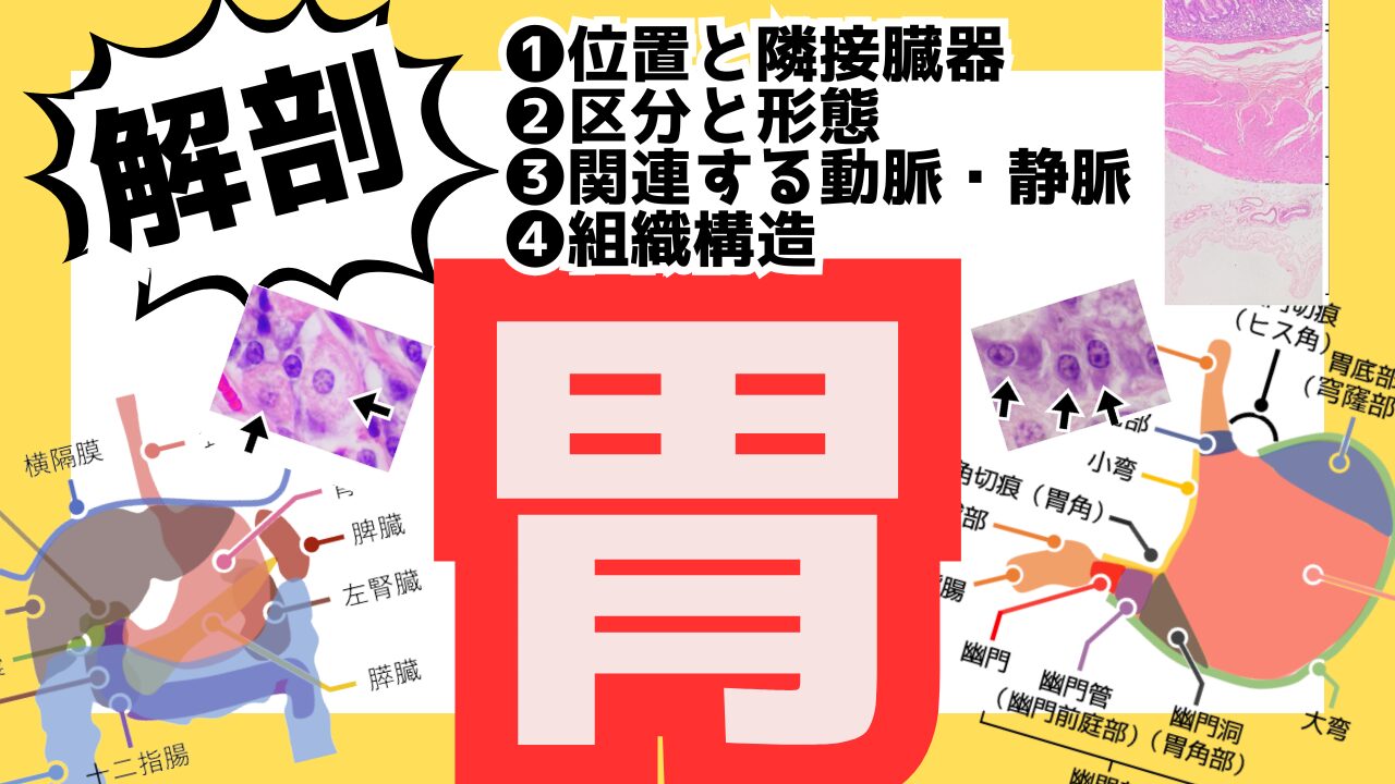 【胃の解剖】マクロ構造・血管分岐・神経支配から組織細胞まで徹底解説(試験対策)