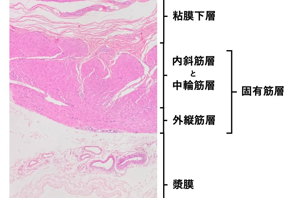胃の筋層のHE染色像
3層構造を示すが光顕では内斜筋と中輪筋は区別しづらい