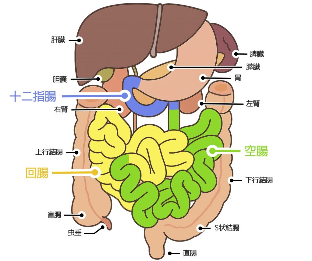 小腸の区分｜十二指腸(青)空腸(緑)回腸(黄)の順に位置する