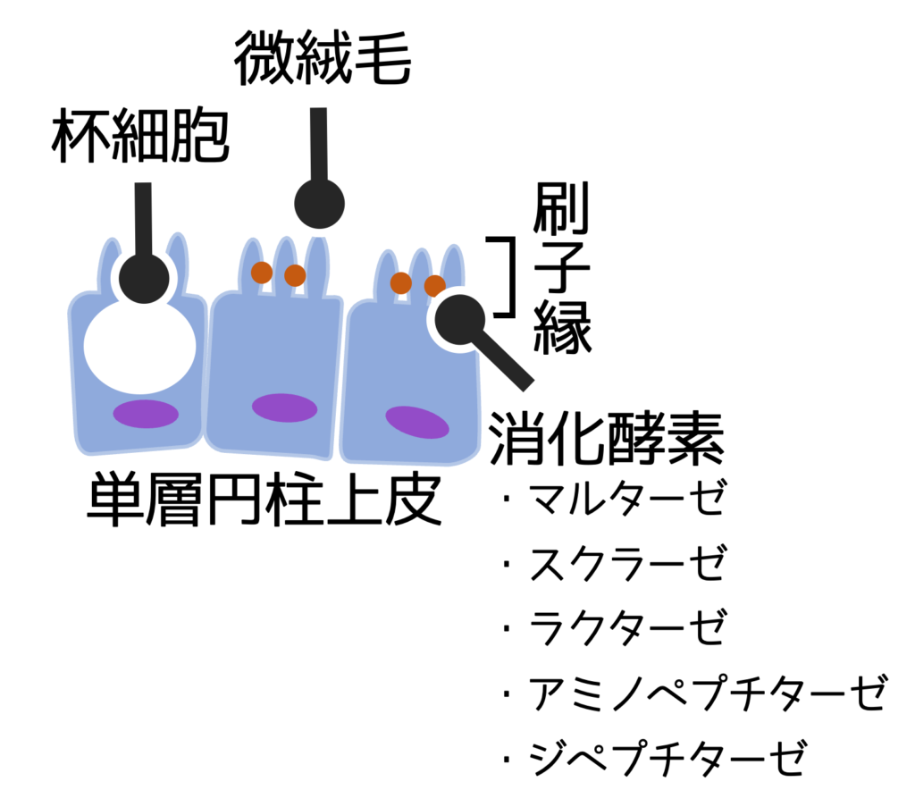 小腸の吸収上皮細胞の表面にある微絨毛（刷子縁）の模式図。刷子縁の位置に、マルターゼ、スクラーゼ、ラクターゼ、アミノペプチターゼ、ジペプチターゼといった膜消化酵素が存在することが示されている。