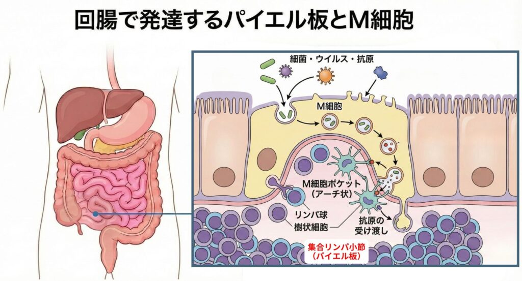 消化器系図と小腸（回腸）粘膜の拡大模式図。「回腸で発達するパイエル板とM細胞」というタイトルのもと、左側の人体図で小腸下部の位置を示し、そこから伸びる線が右側の詳細図につながっている。右図では、腸管内の「病原微生物・抗原」を特殊な「M細胞」が取り込み、「トランスサイトーシス小胞」を使って細胞下部の「M細胞ポケット」へ輸送し、そこにいる免疫細胞へ「抗原の受け渡し」を行う様子が描かれている。その直下には免疫細胞の集合体である「パイエル板（腸関連リンパ組織の中枢）」があり、「免疫防御」の役割を担っていることが盾のアイコンと共に示されている。