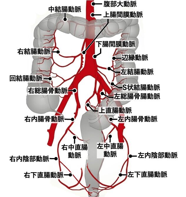 大腸・直腸の動脈走行を示した解剖イラスト。上腸間膜動脈(SMA)と下腸間膜動脈(IMA)の枝が腸管壁で吻合して辺縁動脈アーチ（ドラモンド動脈など）を形成している様子や、直腸周囲の複雑な血管網が描かれている。