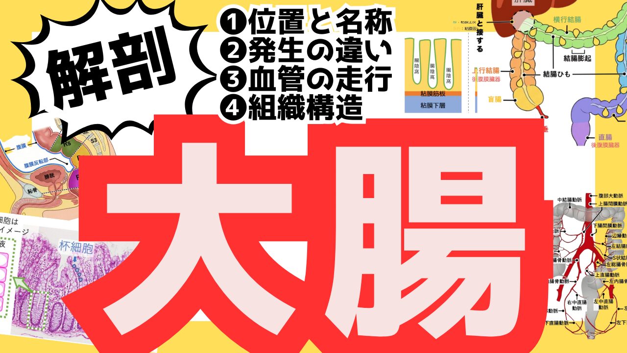 大腸解剖記事のサムネイル