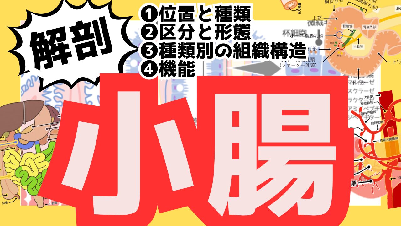 小腸記事のサムネ