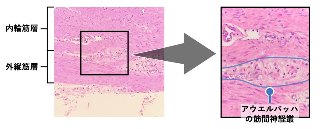 アウエルバッハの筋間神経叢のHE染色像
中輪筋と外縦筋の間に神経叢が見られる(青線)