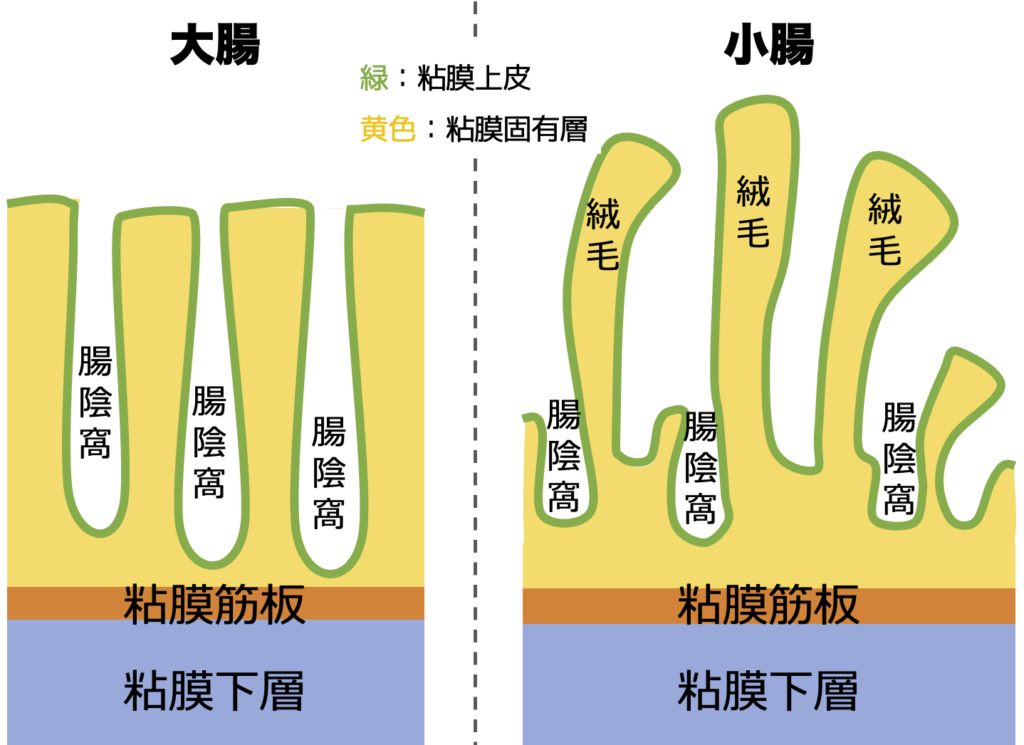 大腸と小腸の粘膜構造を比較した模式図。大腸には絨毛がなく深い陰窩（リーベルキューン腺）のみが存在し、小腸には絨毛と陰窩の両方が存在する様子。粘膜上皮、粘膜固有層、粘膜筋板、粘膜下層の層構造も色分けされている。