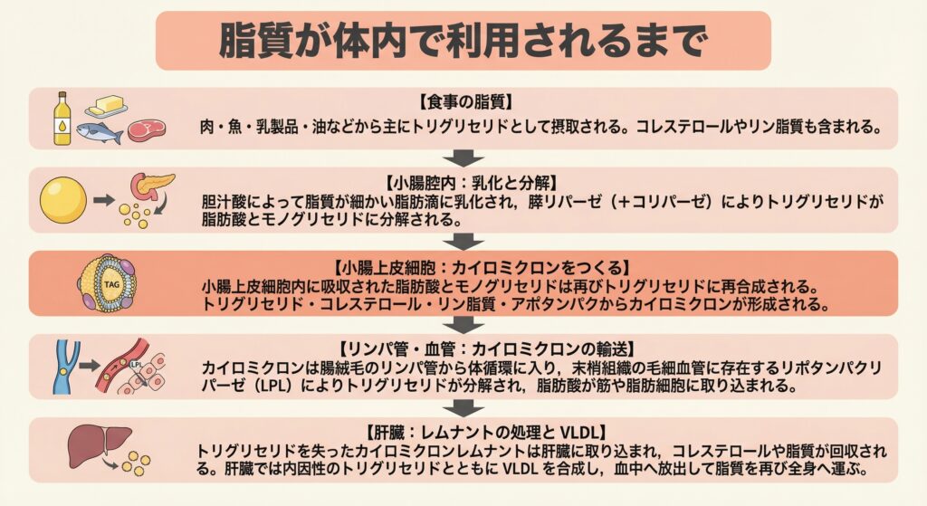 「脂質が体内で利用されるまで」を示すフロー図。食事由来の脂質（主にトリグリセリド）が、小腸腔内で胆汁酸による乳化と膵リパーゼによる分解を受ける過程を示す。小腸上皮細胞内で脂肪酸などがトリグリセリドに再合成され、カイロミクロンが形成される重要なステップを強調して描写。その後、カイロミクロンがリンパ管を経て血中に入り、末梢組織でリポタンパクリパーゼ（LPL）により利用され、残ったレムナントが肝臓で処理されてVLDLの合成につながるまでの循環の流れが矢印とアイコンで説明されている。