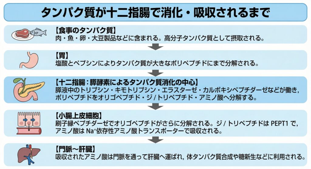 「タンパク質が十二指腸で消化・吸収されるまで」を示すフロー図。食事のタンパク質が、まず胃で塩酸とペプシンにより大きなポリペプチドに分解される様子を示す。次に、十二指腸において膵液中の酵素（トリプシン、キモトリプシンなど）が働き、オリゴペプチドやアミノ酸へ分解される過程を強調して描写。小腸上皮細胞では刷子縁ペプチダーゼによる最終分解と、PEPT1やNa⁺依存性トランスポーターによる吸収が行われ、最終的にアミノ酸が門脈を通って肝臓へ運ばれるまでの流れが矢印とアイコンで説明されている。