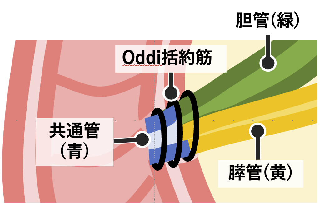 ファーター乳頭とオッディ括約筋の構造図