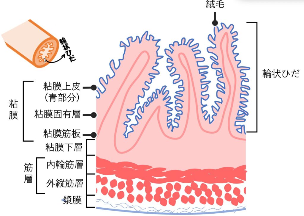 小腸の共通組織構造と表面積を広げるひだ・絨毛