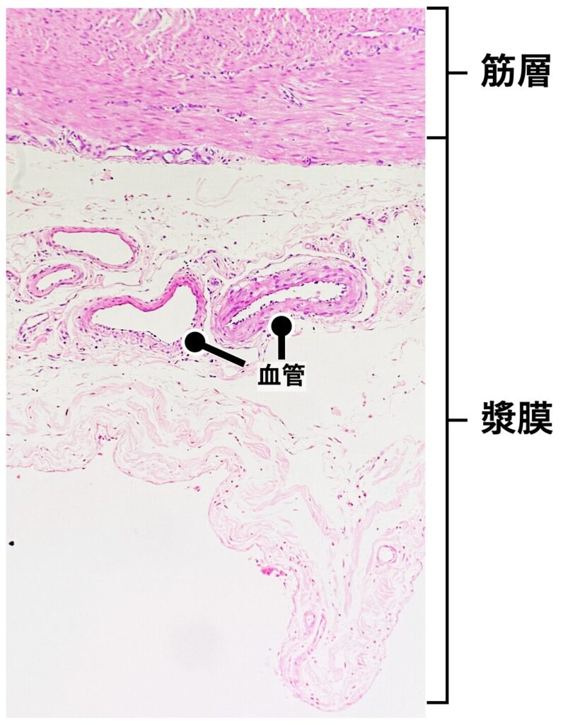 筋層から漿膜までのHE染色像
中央には血管が見える(矢印)