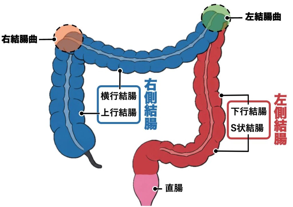 大腸の機能的分類図。右側結腸（盲腸・上行・横行）を青、左側結腸（下行・S状）を赤で色分けし、機能と発生の違いを強調しているイラスト