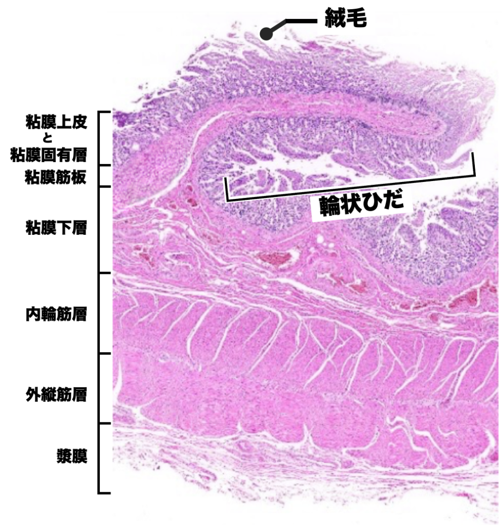小腸の組織像