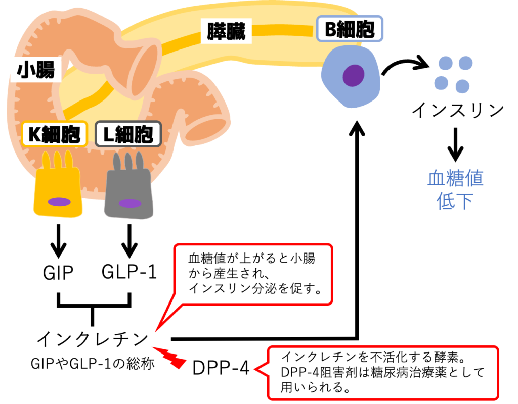 インクレチン（GIP/GLP-1）とDPP-4阻害薬の作用機序