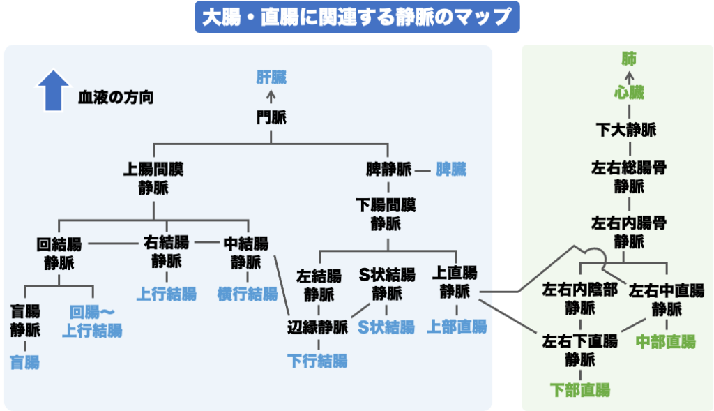 大腸・直腸の静脈還流経路図。門脈を経由して肝臓へ至るルートと、内腸骨静脈・下大静脈を経由して肺へ至るルートの違いを体系化したフローチャート。