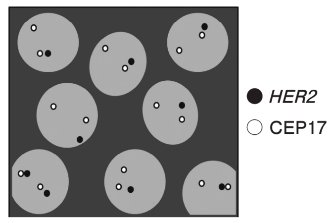 黒９：白16で比が約0.5を想定した模式図
出典：第71回臨床検査技師国家試験問題および正答について(図を一部改変)