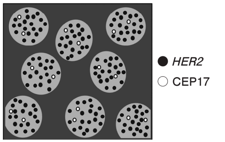 黒157：白16で比が約10を想定した模式図
出典：第71回臨床検査技師国家試験問題および正答について(図を一部改変)