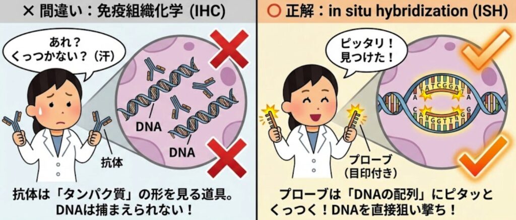 「組織の中のDNAを見つけたい!(DNA Detection in Tissue)」と題された、DNA検出方法の比較解説イラスト。 左側のパネルは「× 間違い:免疫組織化学 (IHC)」と題され、白衣の女性がY字型の「抗体」を持ち、困った顔で「あれ?くっつかない?(汗)」と言っている。拡大図では、二重らせん構造の「DNA」に対し、抗体が結合できずに弾かれている様子と、大きな赤い×印が描かれている。下部には「抗体は「タンパク質」の形を見る道具。DNAは捕まえられない!」と説明されている。 右側のパネルは「〇 正解:in situ hybridization (ISH)」と題され、笑顔の女性が光る目印が付いた短い「プローブ(目印付き)」を持ち、「ピッタリ!見つけた!」と言っている。拡大図では、DNAの二重らせんが一部ほどけ、プローブがその配列(ATCG)に特異的に結合して光っている様子と、大きなオレンジ色のチェックマークが描かれている。下部には「プローブは「DNAの配列」にピタッとくっつく!DNAを直接狙い撃ち!」と説明されている。 最下部には全体の結論として、「結論:DNAを直接検出するなら、IHCではなくISHを使おう!」と記載されている。
