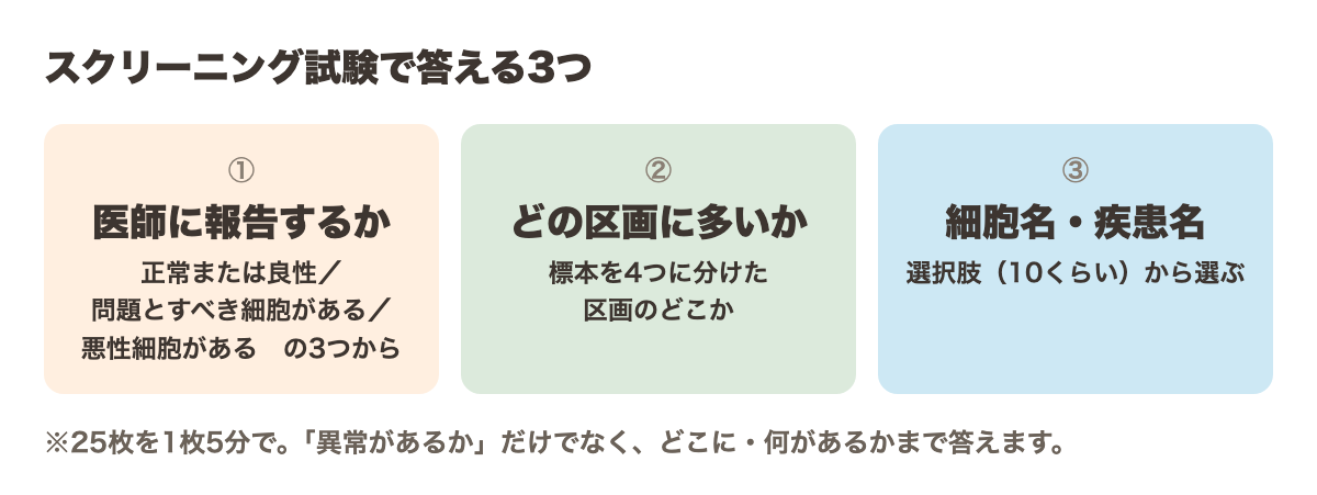スクリーニング試験で答える3つ。①医師に報告するか(正常または良性/問題とすべき細胞がある/悪性細胞がある の3つから)②どの区画に多いか(標本を4つに分けた区画のどこか)③細胞名・疾患名(選択肢10くらいから選ぶ)。25枚を1枚5分で。異常があるかだけでなく、どこに何があるかまで答える
