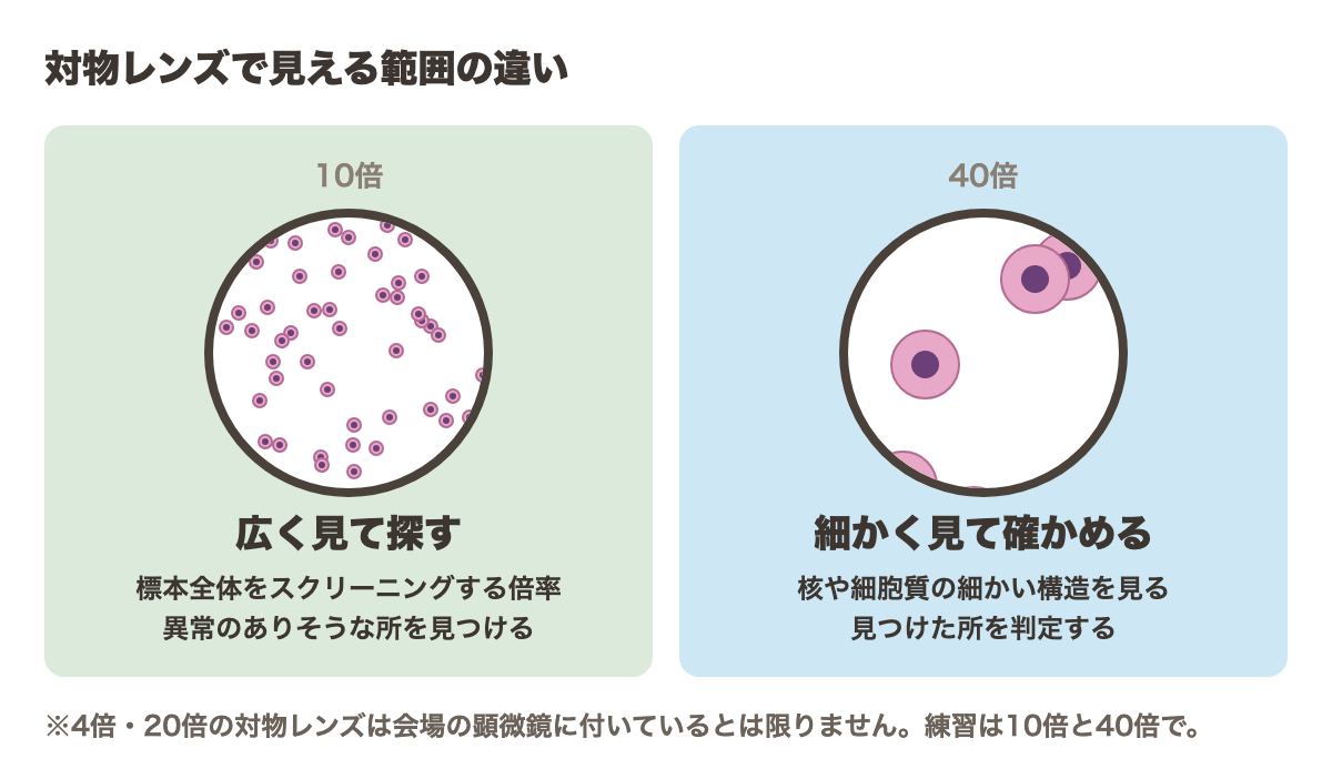 対物レンズで見える範囲の違い。10倍は広く見て探す(標本全体をスクリーニングする倍率、異常のありそうな所を見つける)。40倍は細かく見て確かめる(核や細胞質の細かい構造を見る、見つけた所を判定する)。4倍・20倍の対物レンズは会場の顕微鏡に付いているとは限らない。練習は10倍と40倍で