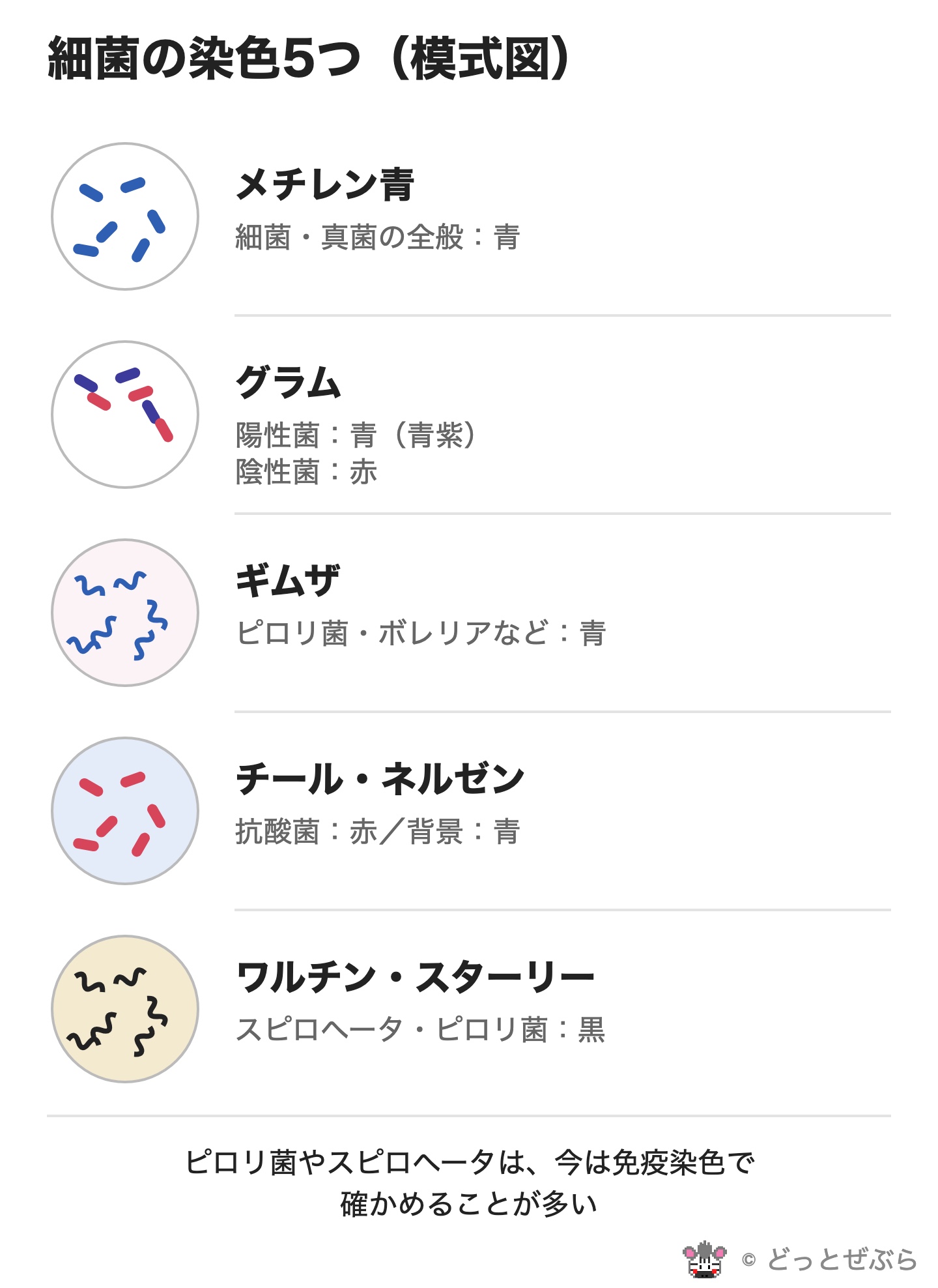 細菌を染める5つの染色と、何が何色に染まるかの模式図